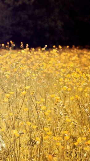Yellow Flower iPhone 5s Wallpaper iPad