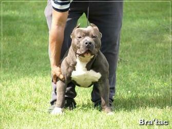 Pitbulls Pictures Jpg Blue Nose Welcome If You Are