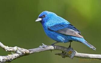 Indigo Bunting Photographed By Hope Rutledge