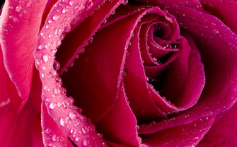 Rose Flower Wallpaper