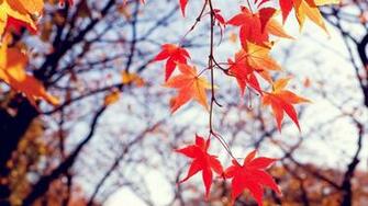 HD Wallpaper For Windows Theme