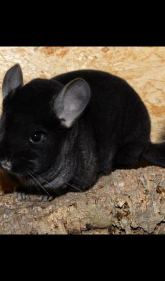 Chinchilla Wallpaper HD Of Chinchillas