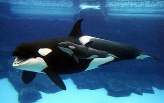 Wallpaper Orca