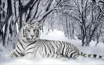 White Tiger Wallpaper