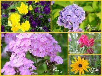 Names Of Flowers And Pictures