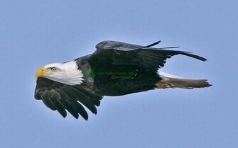 American Bald Eagle Search Pictures Photos