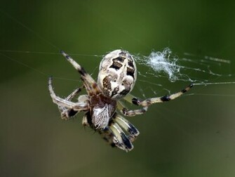 Wallpaper Image Picture Photo Sketch Illustration Spider