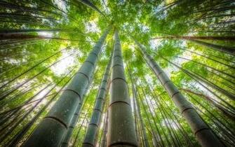 Bamboo Forest Wallpaper