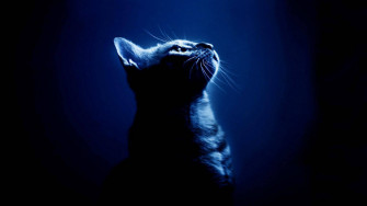 Trendsetting Feline Cool Cat In An Upward Gaze