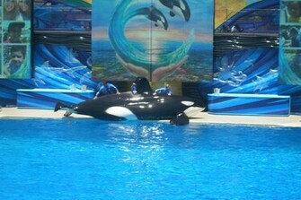 Shamu Wallpaper Weddingdressin
