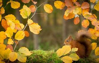 Wallpaper Autumn Leaves Branches Nature Protein Image For