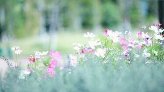Wallpaper Nature Meadows Wildflowers Flowers Spring