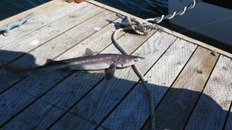 Pin Windows Shark Wallpaper Image Source Windows8update