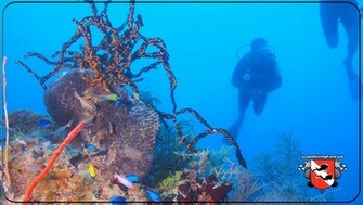 Scuba Diving Wallpaper