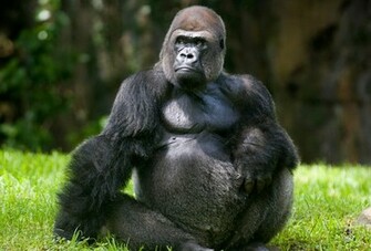 Gorilla HD Desktop Wallpaper Image Cool