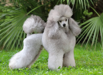 Toy And Mini Poodles