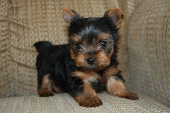 Teacup Yorkie Puppies Wide Wallpaper Dogbreedswallpaper