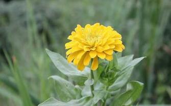 Labels Flowers Pictures Wallpaper Zinnia