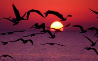 Beautiful Birds Flying Mobile Wallpaper