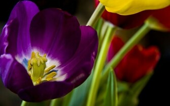 Beautiful Purple Flower Wallpaper HD