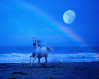 Herbweb Horses Picture Of Horse On Beach