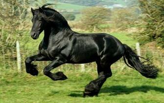 Wallpaper Beauty Black Horse 3d For Desktop