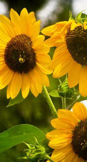 Sunflower Yellow Wallpaper Sc iPhone6splus
