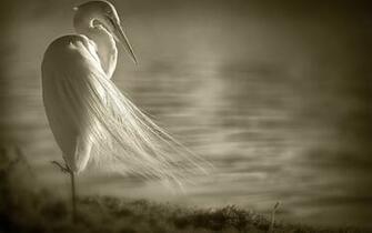 White Heron X Animals Photography