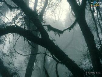 Desktop Wallpaper Tree