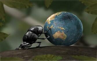 Dung Beetle Mac Wallpaper