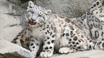 Snow Leopard HD Wallpaper Grasscloth