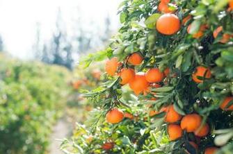 Oranges Pictures HD Image