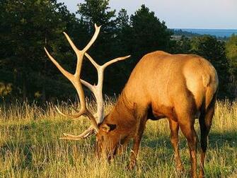 Monster Bull Elk Wallpaper Grazing