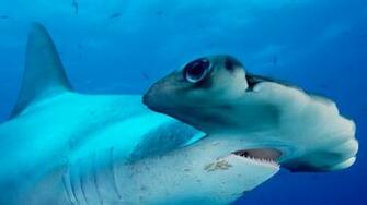Ocean Life Wallpaper