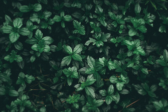 Green Plant Aesthetic Wallpaper On