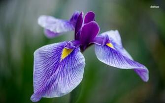 Iris Wallpaper