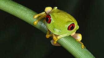 Frog HD Wallpaper High Quality