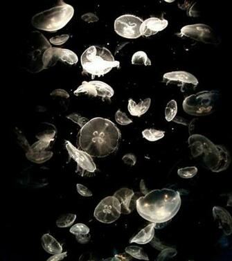 Moon Jellyfish Wallpaper HD A Plethora Of By Smokeyduck