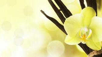 Orchid Desktop Wallpaper HD