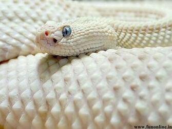 Snake Wallpaper Poisonous And Deadly Snakes HD