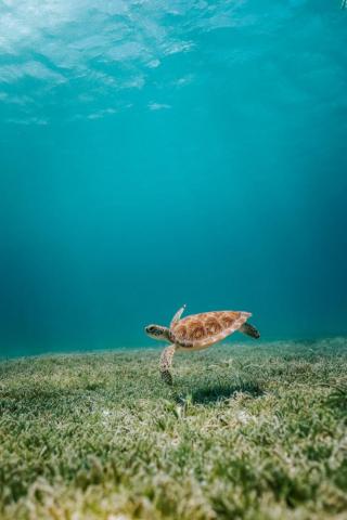 Turtle Pictures Image