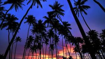 Palms Wallpaper