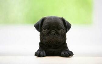 De Pug Preto Wallpaper Para No Celular Ou Computador Pc