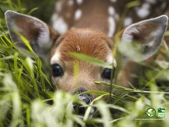 Welcome To Animal Cognizance Spring Brings Baby Animals A Photo