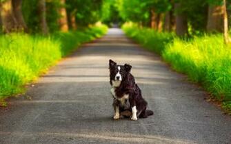 Australian Shepherd Dog HD Wallpaper Desktop Background