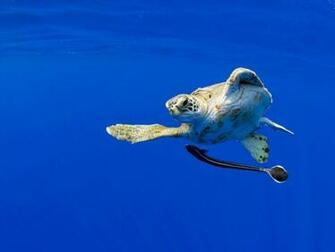 Sea Turtle Wallpaper