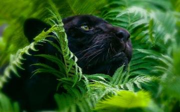 Safari Animal Wallpaper On