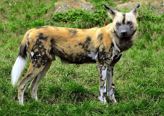 Wallpaper African Wild Dog