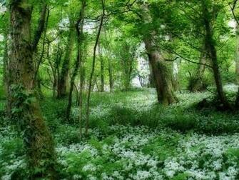 Beautiful Very Nice Forests Wallpaper