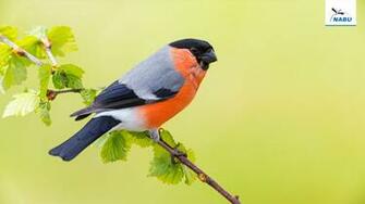 Bildschirmhintergr Nde Gartenv Gel Nabu